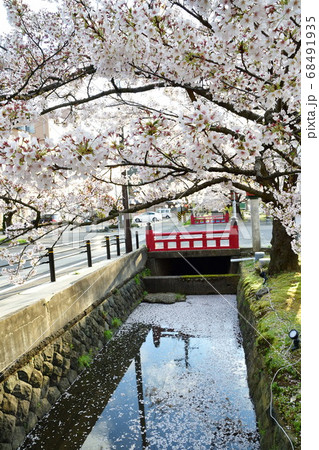 春の紅葉谷公園（新潟県） 68491935
