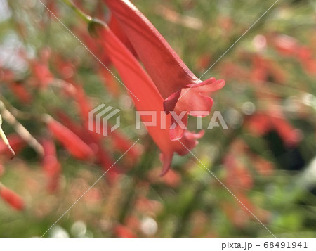 赤い花 赤い花 68491941