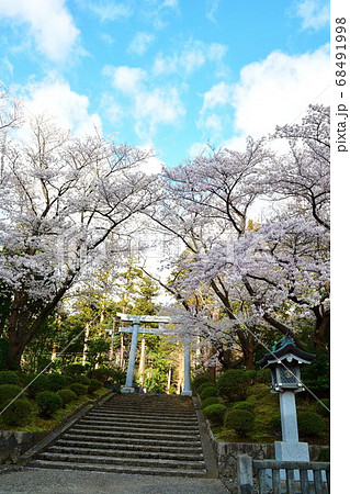 弥彦神社の桜（新潟県） 68491998