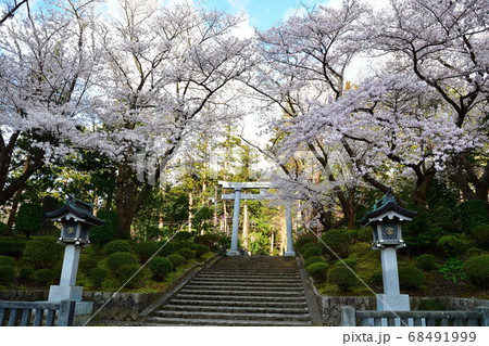 弥彦神社の桜（新潟県） 68491999