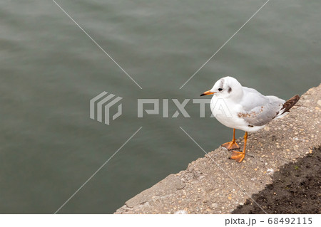 gull gray gray river on color waterfront city gull gray gray river on color waterfront city 68492115