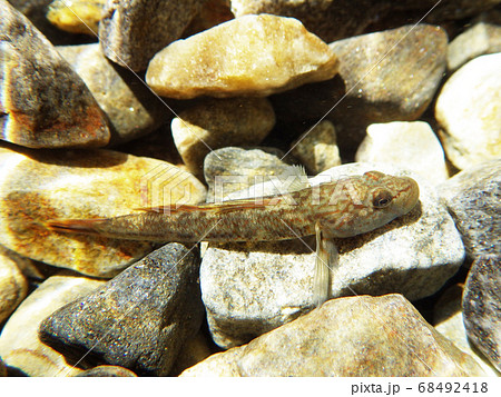 カワヨシノボリ 渓谷に流れる川での水中撮影 カワヨシノボリ 渓谷に流れる川での水中撮影 68492418