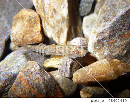 カワヨシノボリ　渓谷に流れる川での水中撮影 68492419