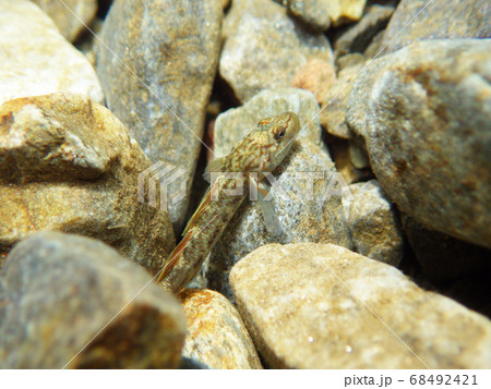 カワヨシノボリ　渓谷に流れる川での水中撮影 68492421