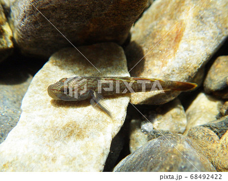 カワヨシノボリ　渓谷に流れる川での水中撮影 68492422