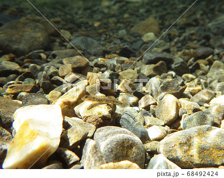 カワヨシノボリ　渓谷に流れる川での水中撮影 68492424