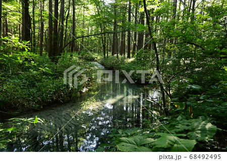 上高地の自然 68492495