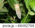 アブラゼミ　羽化 68492768