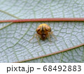 オオトリノフンダマシ 68492883