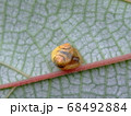 オオトリノフンダマシ 68492884