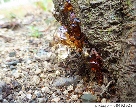 木の根元から流れる樹液 コスカシバの食害イメージの写真素材