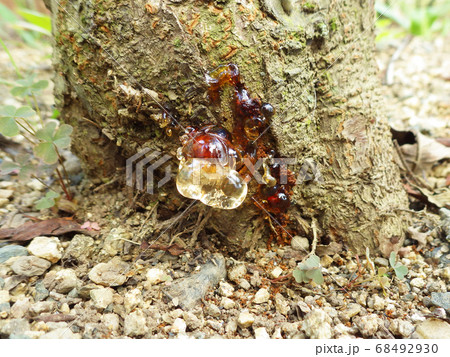 木の根元から流れる樹液 コスカシバの食害イメージの写真素材