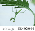 カマキリ 68492944