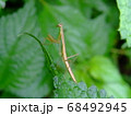 カマキリ 68492945