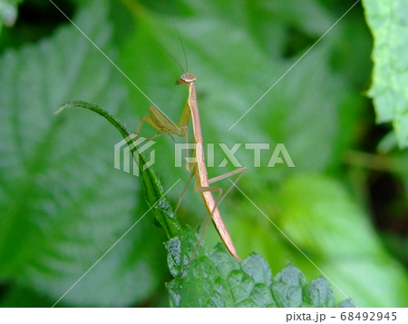 カマキリ 68492945
