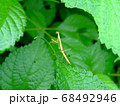 カマキリ 68492946