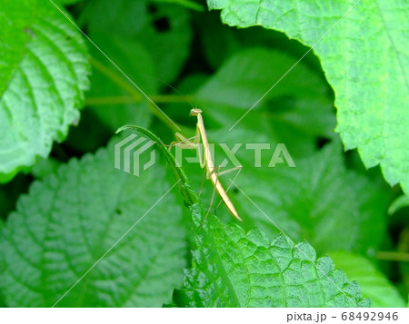 カマキリ 68492946