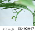 カマキリ 68492947