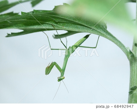 カマキリ 68492947
