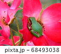 ニホンアマガエル 68493038