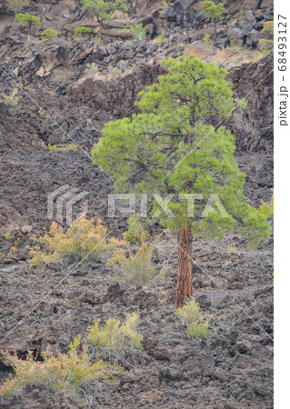 Sunset Crater Volcano Lava Pool, formed from the Bonito's Lava Flow. Ponderosa Pine Trees growing on the lava rock. In Northern Arizona 68493127
