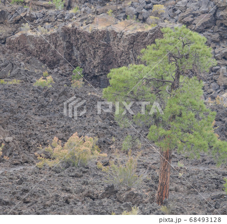 Sunset Crater Volcano Lava Pool, formed from the Bonito's Lava Flow. Ponderosa Pine Trees growing on the lava rock. In Northern Arizona 68493128