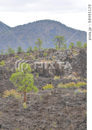 Sunset Crater Volcano Lava Pool, formed from the Bonito's Lava Flow. Ponderosa Pine Trees growing on the lava rock. In Northern Arizona 68493129