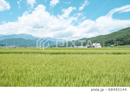 夏の田園風景(8月) 夏の田園風景(8月) 68493144