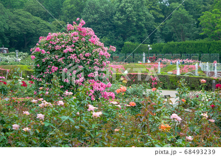 東京都 神代植物公園 バラ園の写真素材