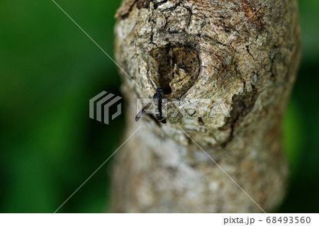 狩りバチ 68493560