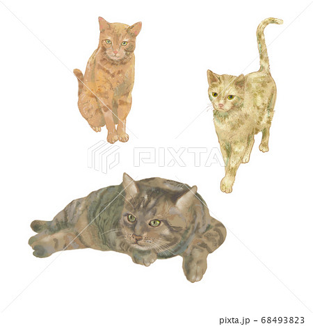 野良猫のリアルな手書きイラストで3匹ともトラ猫のイラスト素材