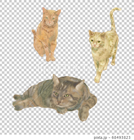 野良猫のリアルな手書きイラストで3匹ともトラ猫のイラスト素材