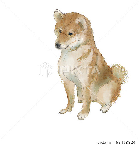 Shiba Inu Sits Down With A Realistic Hand Drawn Stock Illustration