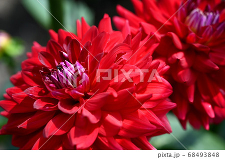 ダリア 68493848