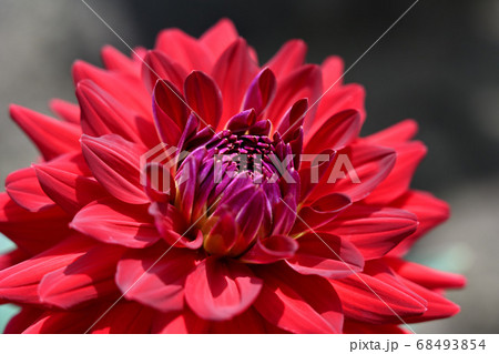 ダリア ダリア 68493854
