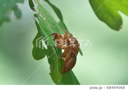 カシワの葉についたアブラゼミの抜け殻 気門という白い糸のような管が残るの写真素材