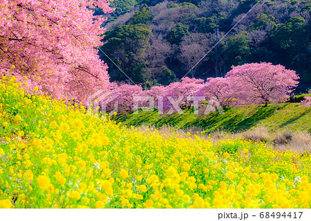 南伊豆町・下賀茂の河津桜　（ソフトフォーカス） 68494417