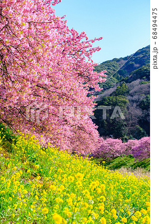 南伊豆町・下賀茂の河津桜 南伊豆町・下賀茂の河津桜 68494475