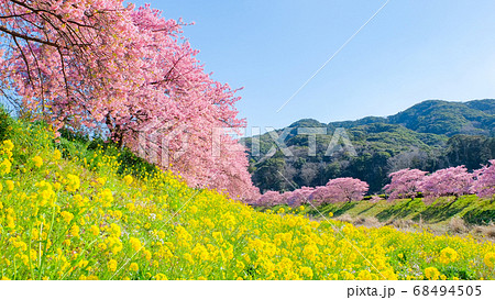 南伊豆町・下賀茂の河津桜 68494505