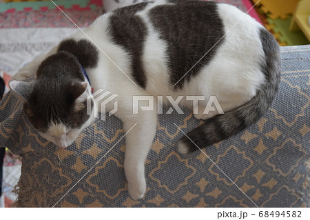 座椅子でくつろぐ1歳の猫 68494582