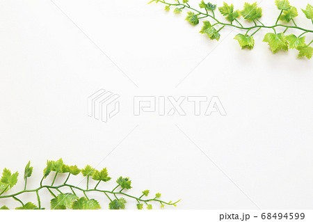 背景素材　アイビーの葉　白バック 68494599