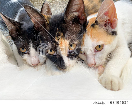 おっぱいを飲む子猫 68494634