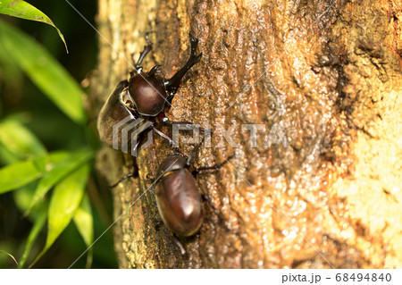 カブトムシ カブトムシ 68494840