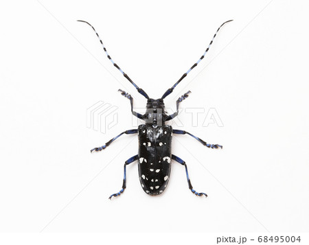 カミキリムシ 68495004