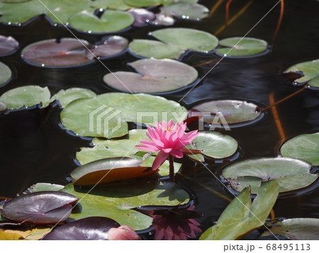 花　水連 68495113