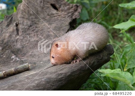 Mole rat or Large bamboo rat in the garden 68495220