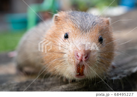 Mole rat or Large bamboo rat in the garden 68495227