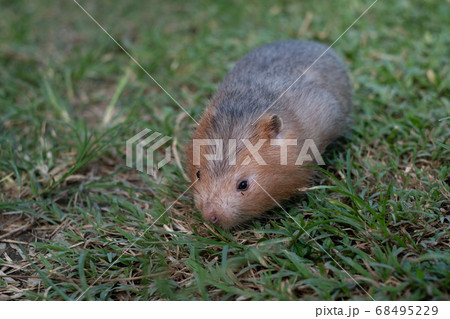Mole rat or Large bamboo rat in the garden 68495229