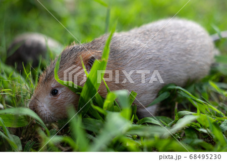 Mole rat or Large bamboo rat in the garden 68495230