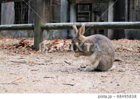 大久野島のうさぎ 68495838